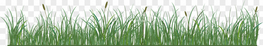 Green Grass Royalty-free Vetiver Illustration PNG