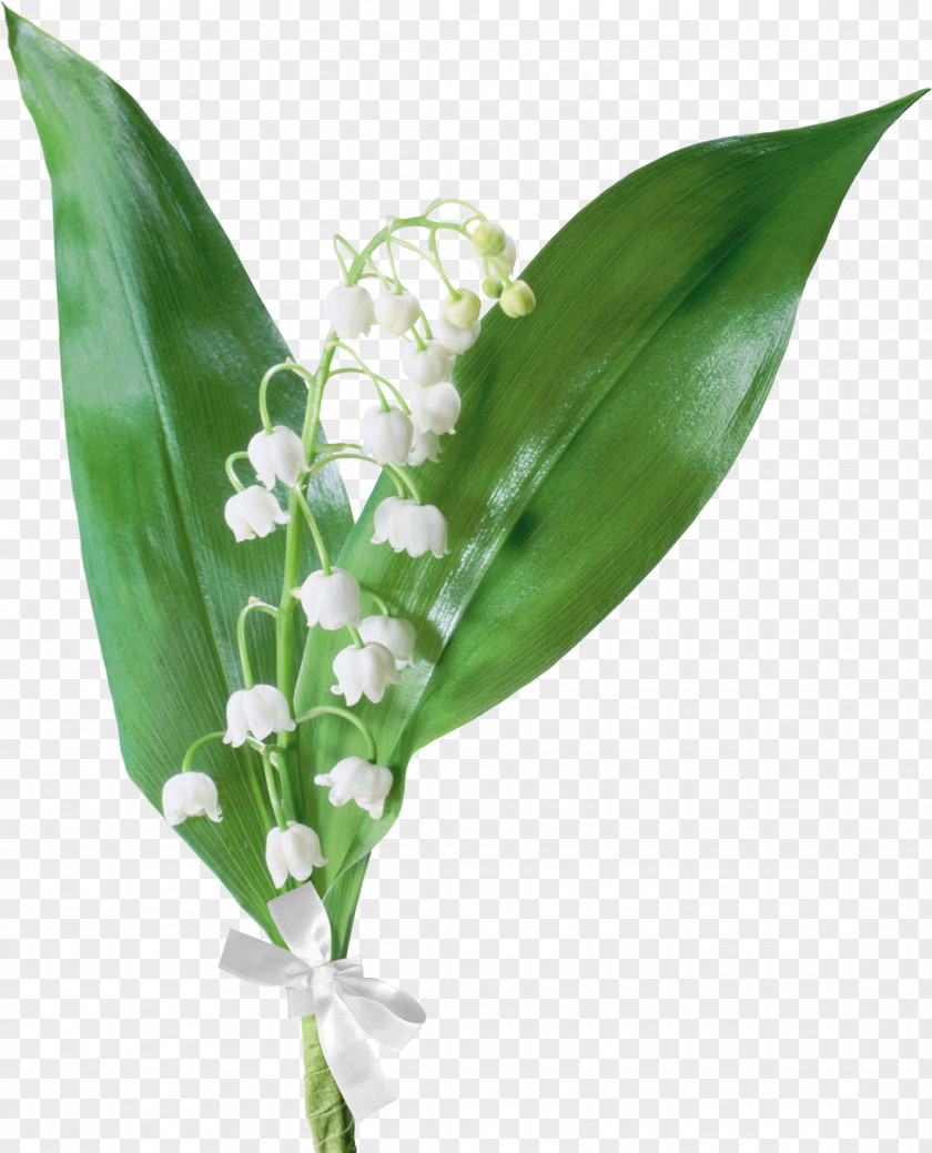 Lily Of The Valley Flower Drawing PNG