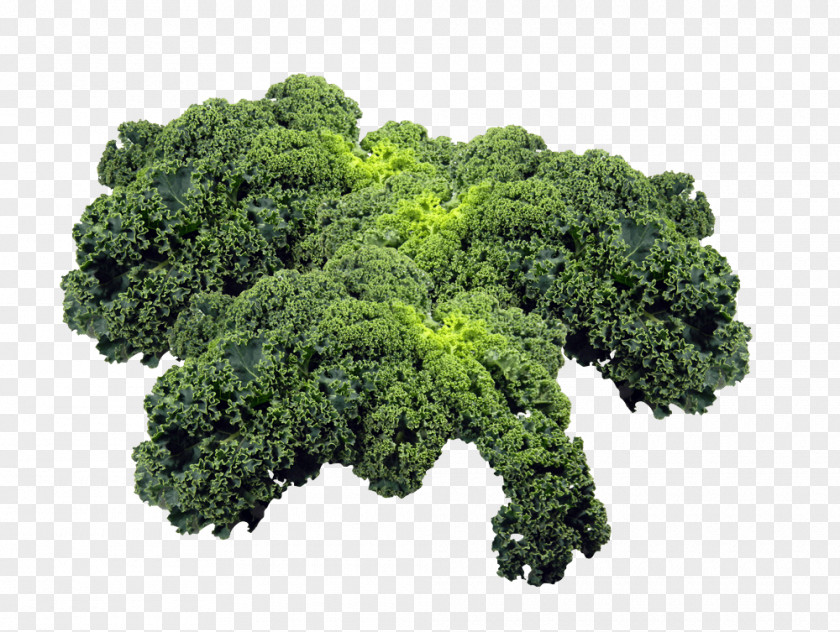 Photograph Kale Leaf Vegetable Broccoli PNG