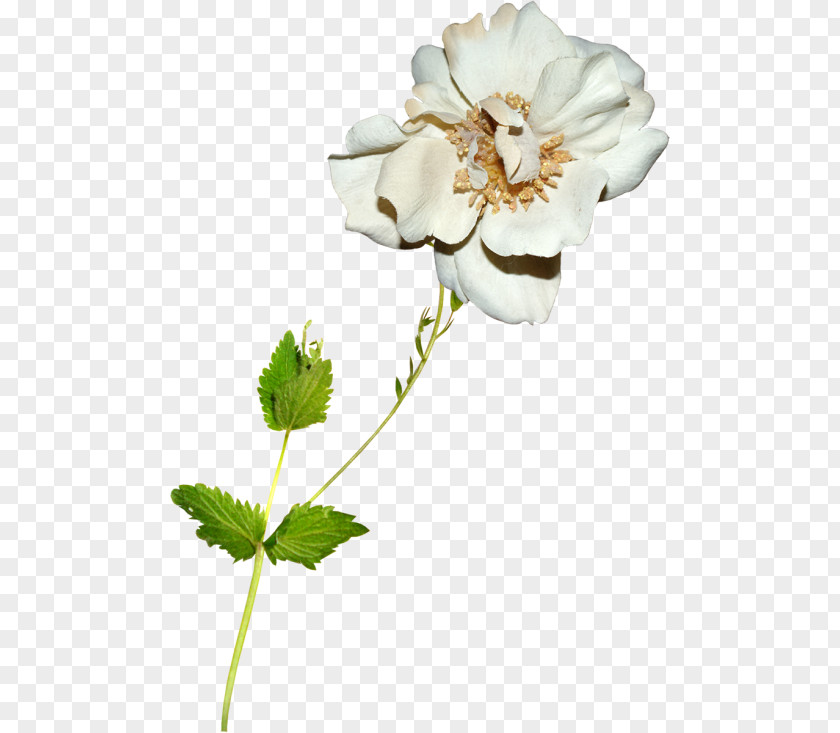 Rose Garden Roses Cut Flowers Anemone Petal PNG