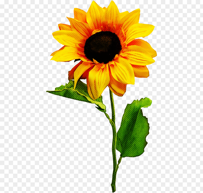 Sunflower PNG