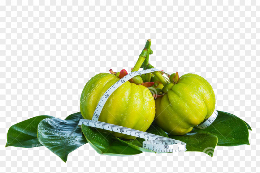 Tamarind Dietary Supplement Garcinia Gummi-gutta Hydroxycitric Acid Weight Loss Health PNG