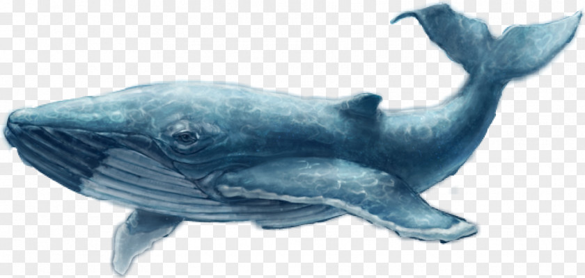 Whale Common Bottlenose Dolphin Blue Game Iran PNG