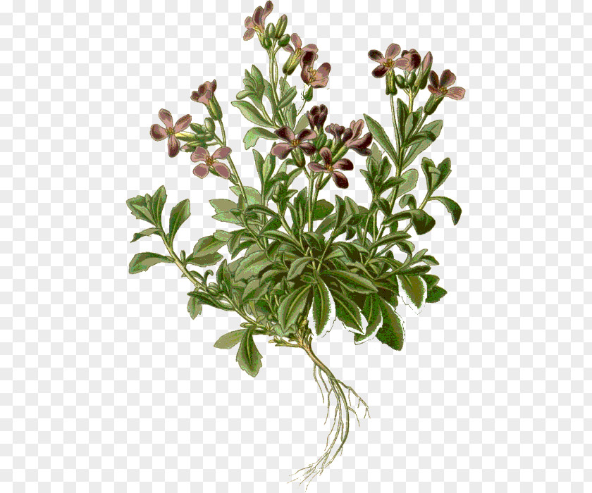 Abrazo Purple Rock Cress Drawing Stock Photography Alamy PNG