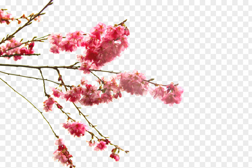 Cherry Blossom Flower Branch PNG