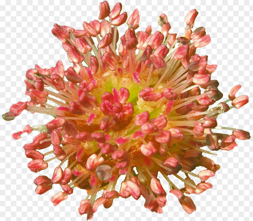 Chrysanthemum Cut Flowers Petal PNG