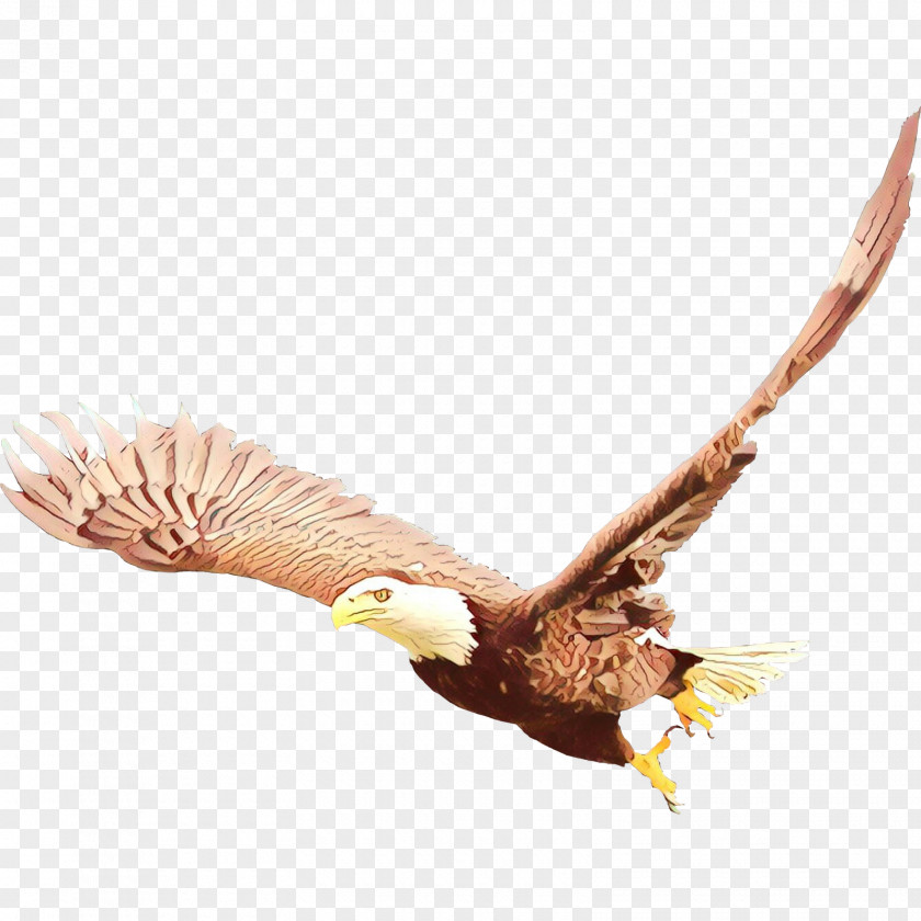 Twig Bald Eagle Bird Of Prey Accipitridae Branch PNG