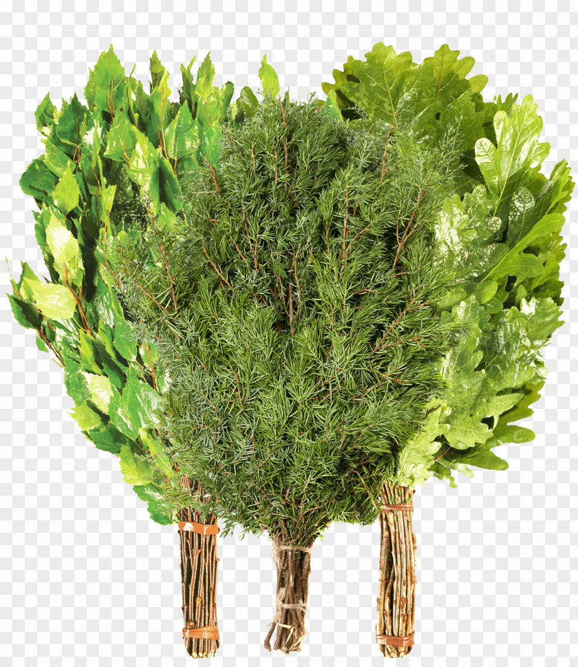 Vegetable Watercress Greens Food Leaf PNG