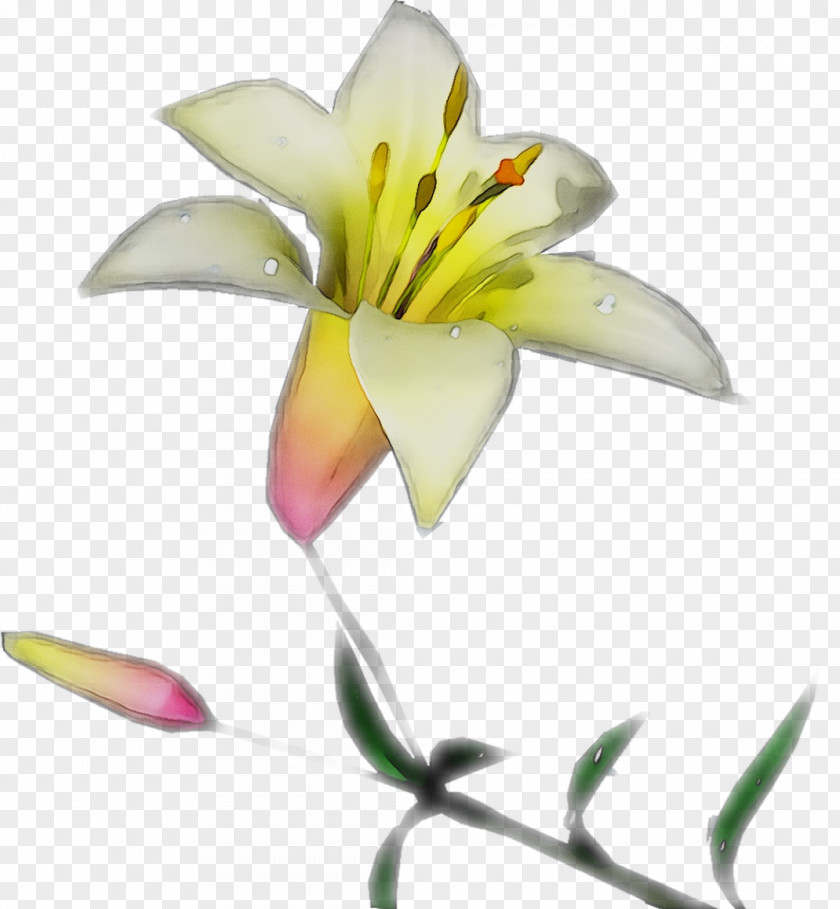 Yellow Cut Flowers Plant Stem Plants PNG