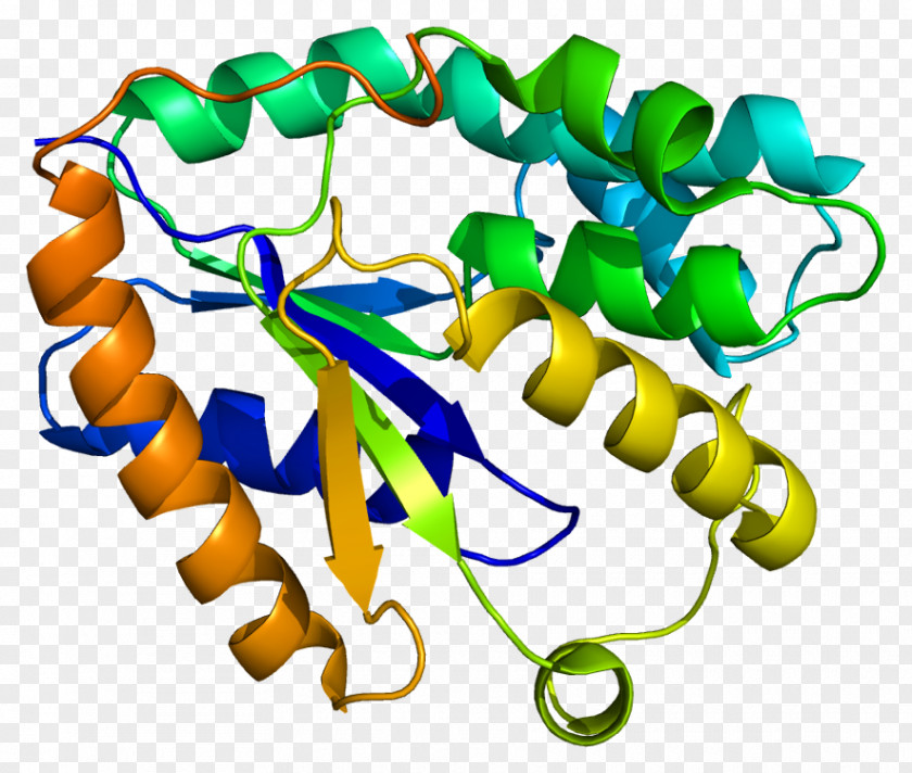 Cellular Differentiation DTYMK Thymidylate Kinase Thymidine Monophosphate DTMP PNG