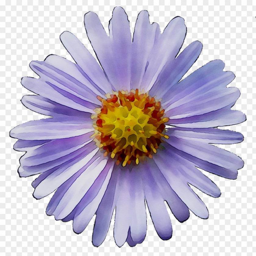 Chrysanthemum Purple PNG