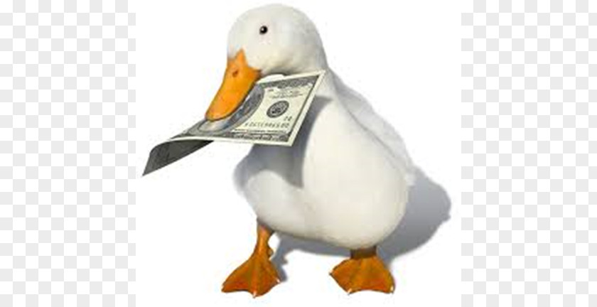 Duck Mandarin Money YouTube Animal PNG