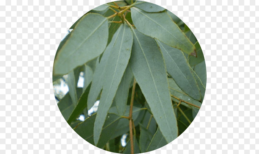 Eucalyptus Cymbopogon Citratus Staigeriana Gum Trees Oil Lemon Myrtle PNG