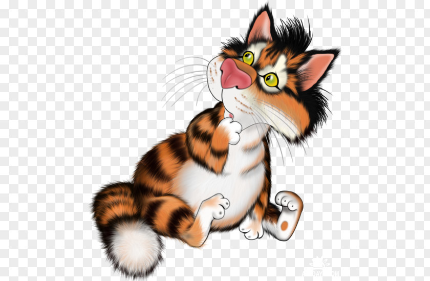 Kitten Whiskers Tiger Cat Paw PNG