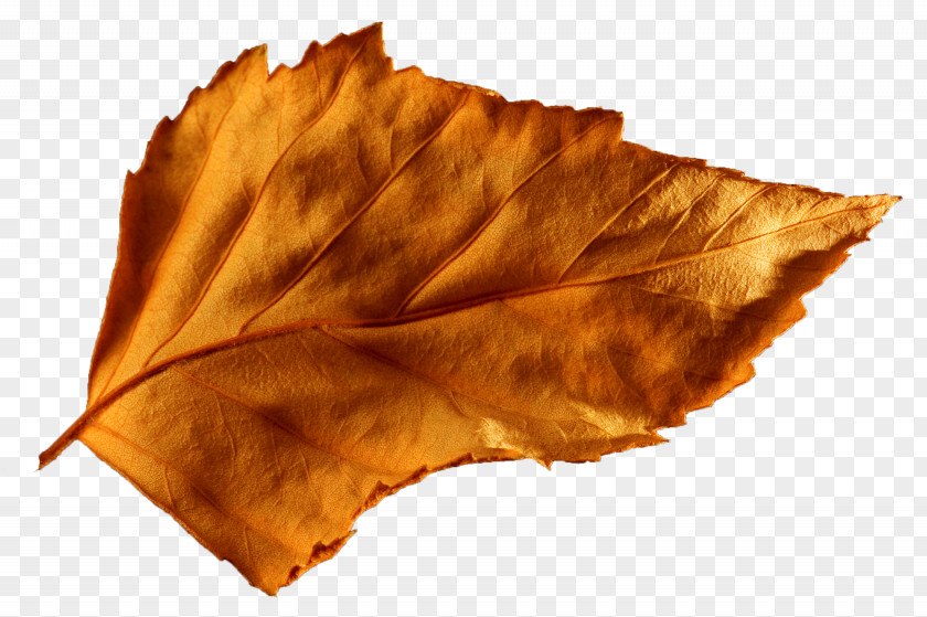 Leaf Autumn Food Ice Cream Cake Lens Flare PNG