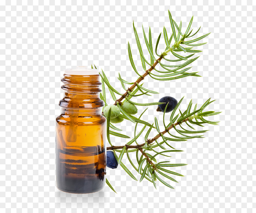 Oil Juniperus Oxycedrus Common Juniper Essential Lavender PNG