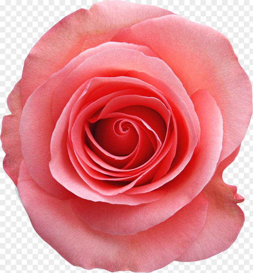 Rose Pink White Stock Photography PNG