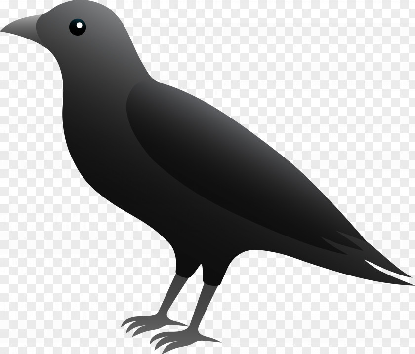 Crow Bird Cliparts Common Raven Rook Carrion Clip Art PNG