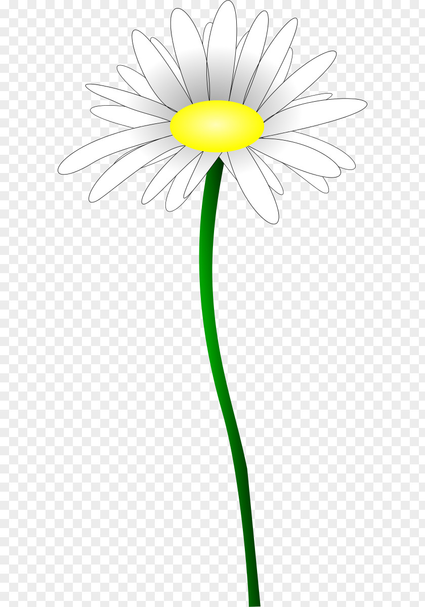 Forget Me Not Daisy Family Oxeye Common Flower Yellow PNG
