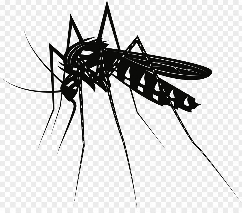 Insect Vector Graphics Clip Art Image Free Content PNG
