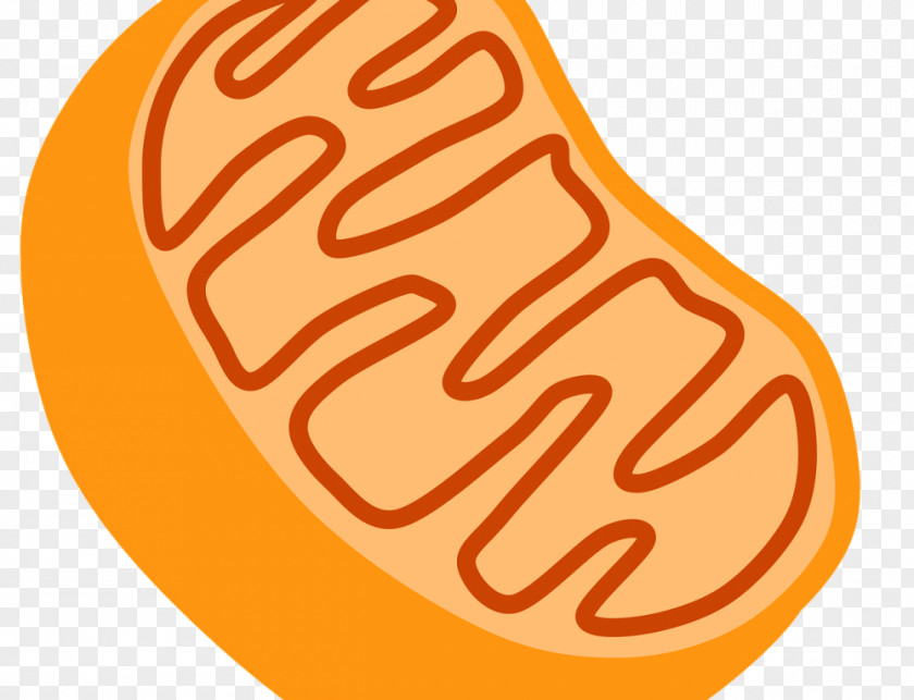 Mitochondrion Cell Citric Acid Cycle Mitochondrial DNA Chloroplast PNG