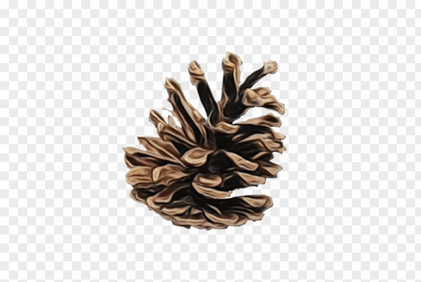 Pinus Sylvestris Conifer Cone Fir Spruce Red Pine PNG