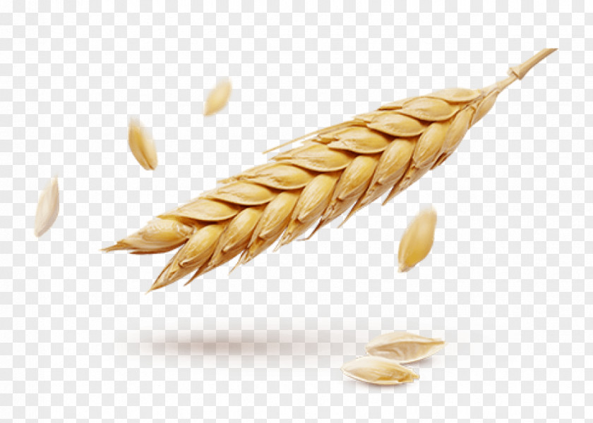 Wheat Ear Grain Information PNG