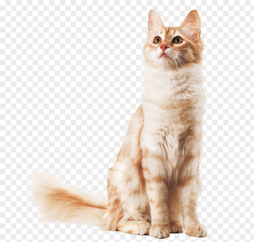 Whiskers Balinese Cat Javanese Kurilian Bobtail Maine Coon PNG