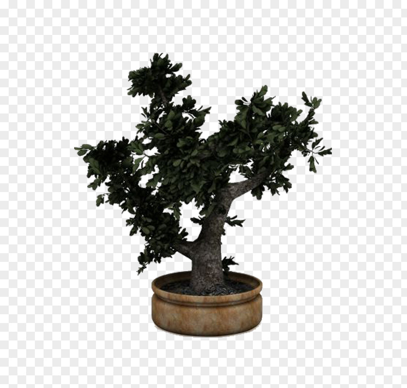 20 11 Chinese Sweet Plum Flowerpot Sageretia PNG