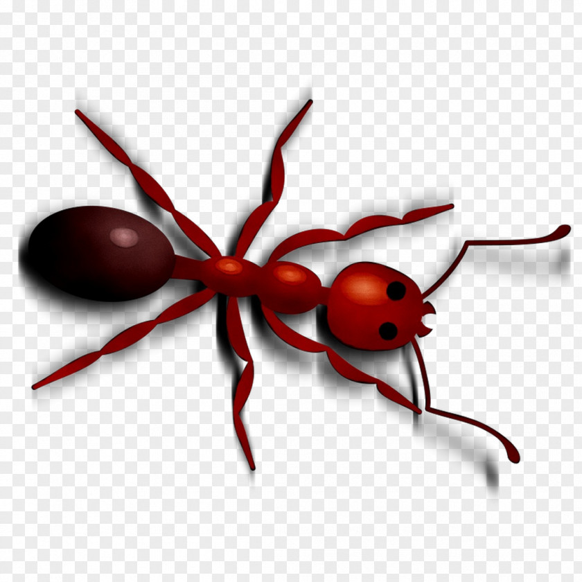 Clip Art Insect Membrane PNG