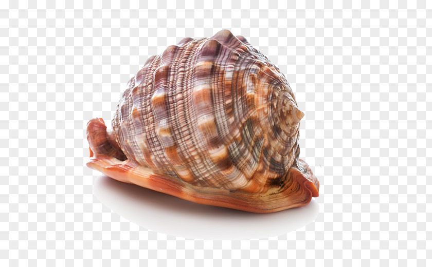 Conch Cockle Seashell Stock Photography PNG