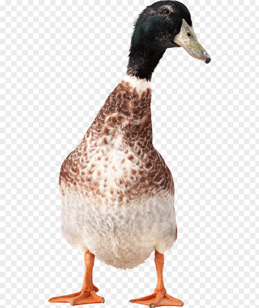 Goose Duck PNG