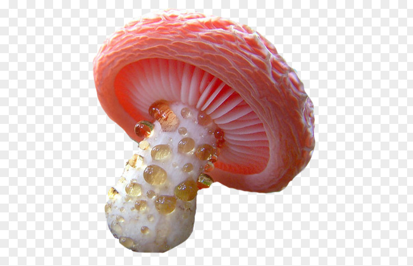 Mushroom Fungus Hydnellum Peckii Mollybella Midriaza PNG