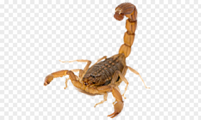 Spider Parasite Scorpion Arachnid Insect Terrestrial Animal Pest PNG