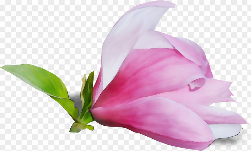 Tulip Magnolia Family Petal Flower Pink Plant Flowering PNG