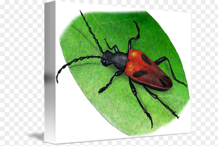 Beetle Drawing Art Illustrator PNG