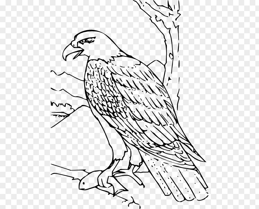 Eagle Bald Bird Coloring Book Golden PNG
