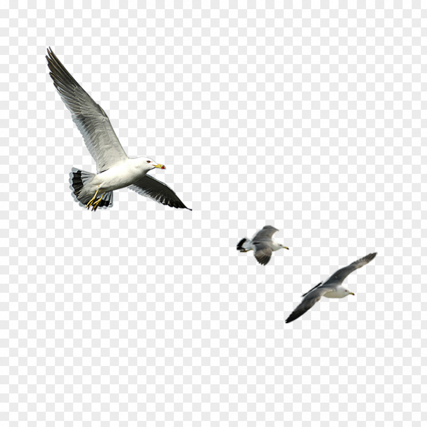 Flying Bird Goose Computer File PNG