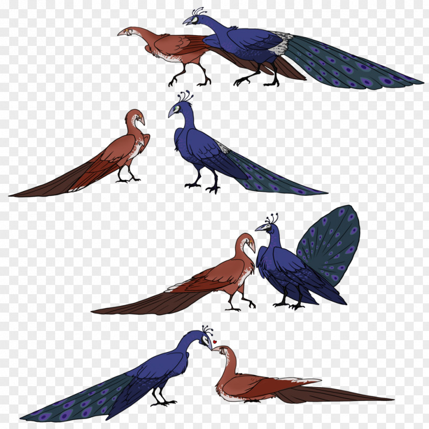 Peafowl Bird Parrot Macaw Beak Feather PNG