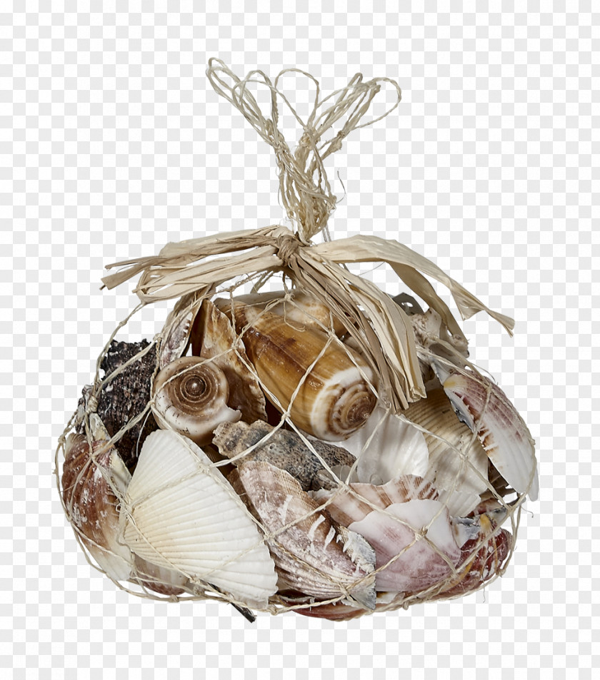 Seashell Conch Sea Snail Lambis Beach PNG