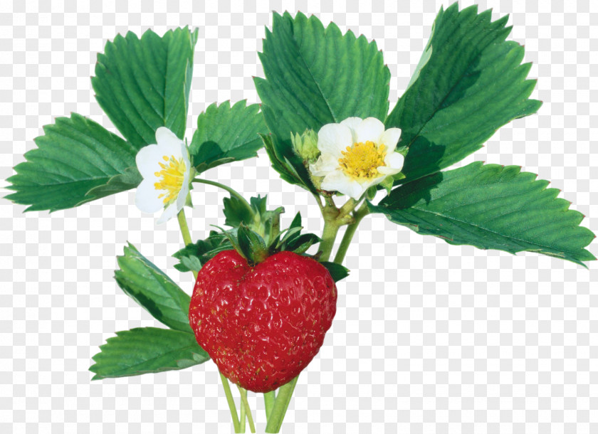 Strawberry Wild Varenye Red Raspberry PNG