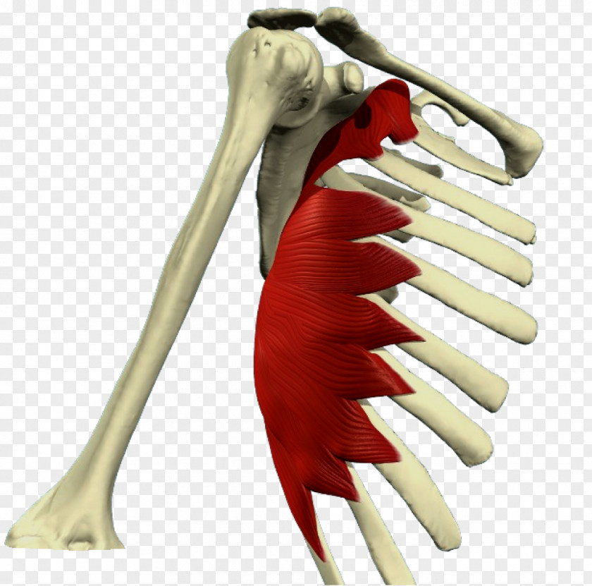 Top View Serratus Anterior Muscle Muscular System Posterior Inferior Superior PNG