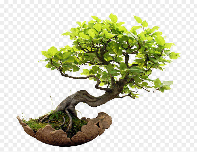 Bonsai Weeping Fig Indoor Golden Dewdrop Garden PNG