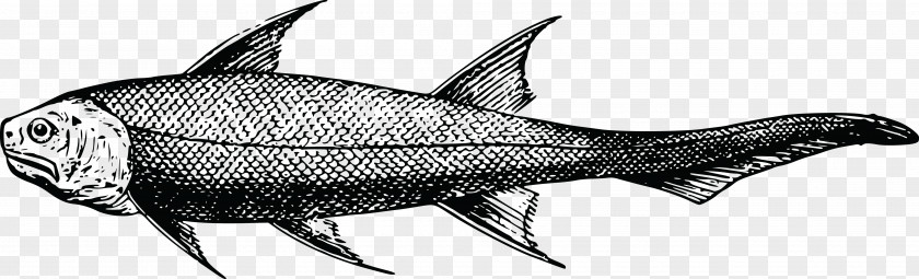 Fish Swordfish Prehistory Sardine PNG