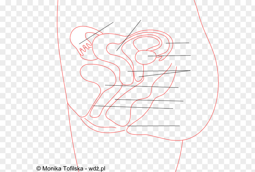 Monika Ear Sketch PNG