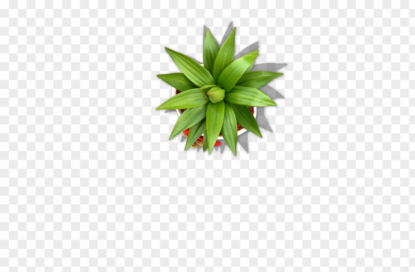 Potted Plants, Grasses PNG