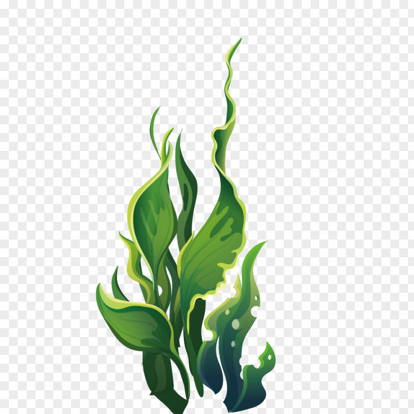 Wide Green Leaves Marine Plants Aquatic Plant Algae PNG