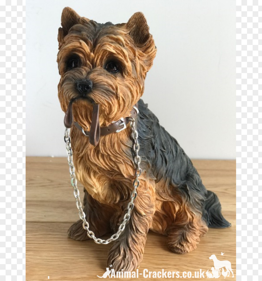 Yorkshire Terrier Cairn Dog Breed Companion PNG