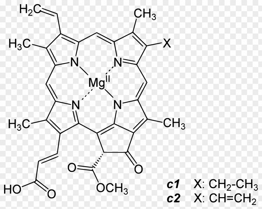 Chlorophyll A B Photosynthesis Protochlorophyllide PNG