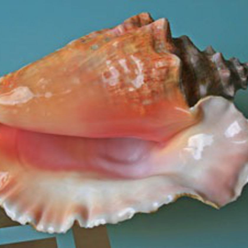 Conch Gastropods Seashell Lobatus Gigas Shankha PNG